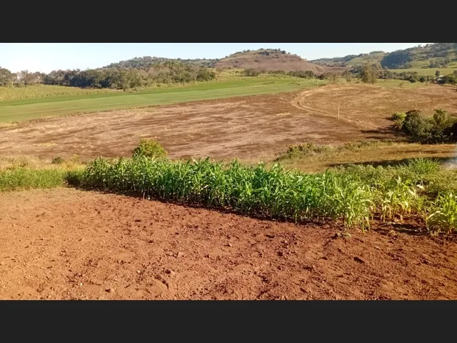 Imagem 5: Chácara a venda 1 alqueires Jardim alegre PR a 5 km da cidade e a 2 km asfalto