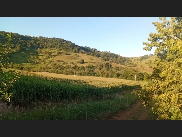 Imagem 11: Chácara a venda 1 alqueires Jardim alegre PR a 5 km da cidade e a 2 km asfalto