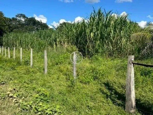 Imagem 3: Sítio à Venda em Januária/MG – Oportunidade Imperdível