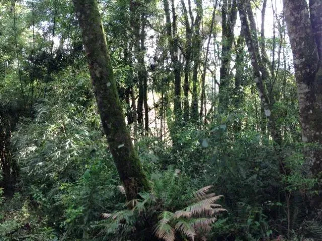Imagem 2: Vendo excelente terreno com pequeno aclive em rua asfaltada próximo a Represa do