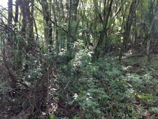 Imagem 9: Vendo excelente terreno com pequeno aclive em rua asfaltada próximo a Represa do