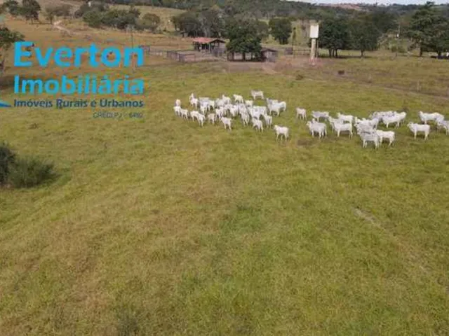 Imagem 6: Fazenda de 47,60 Alqueires à venda em Ipameri-GO, nas margens do Rio Corumbá: 230,40