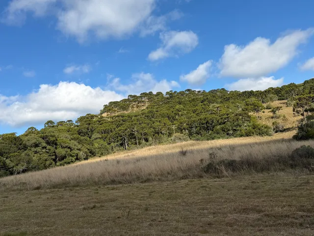 Imagem 8: Fazenda À Venda em São Joaquim no Vale dos Vinhedos Pericó