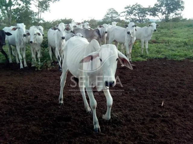 Imagem: Fazenda à venda, Zona Rural, GUIRATINGA
