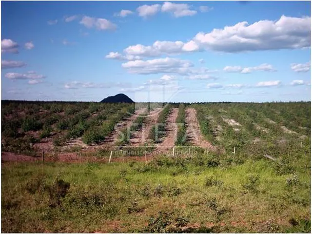 Imagem 3: Fazenda à venda, Zona Rural, SAO DOMINGOS - MT