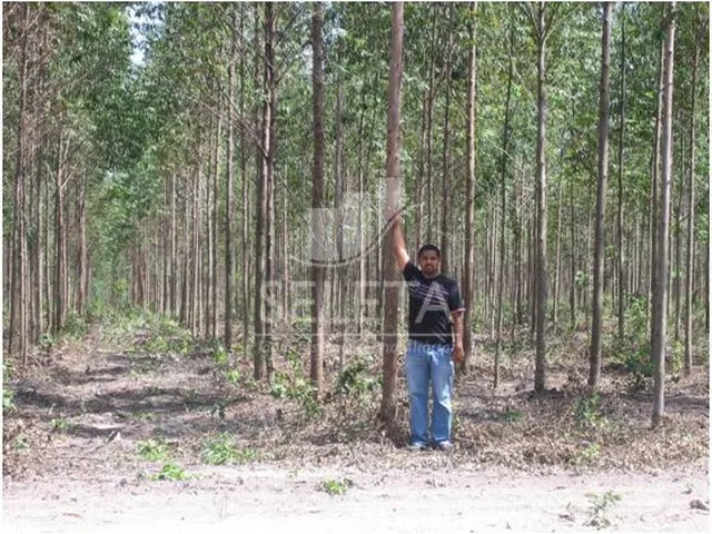 Imagem 5: Fazenda à venda, Zona Rural, SAO DOMINGOS - MT