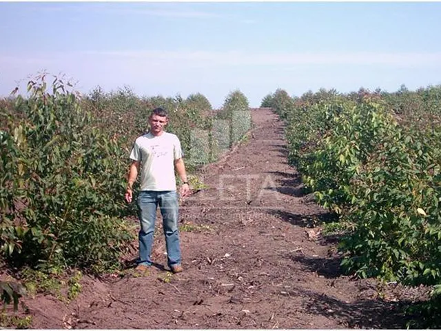 Imagem 6: Fazenda à venda, Zona Rural, SAO DOMINGOS - MT