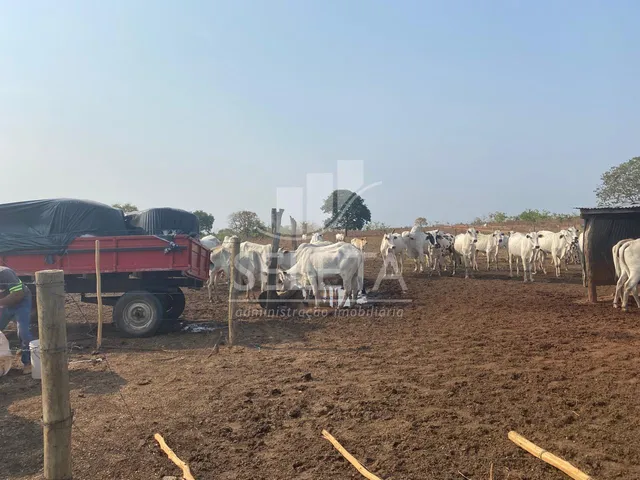 Imagem 16: Fazenda à venda, Zona Rural, GENERAL CARNEIRO - MT