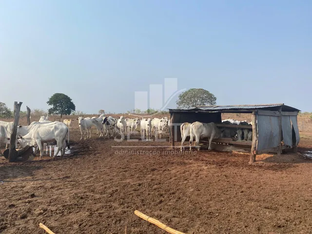Imagem 15: Fazenda à venda, Zona Rural, GENERAL CARNEIRO - MT