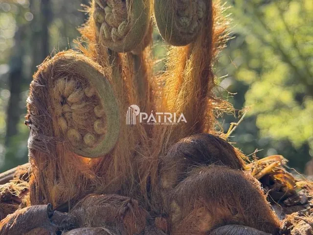Imagem 12: ÁREA COM 2,25 HA, COM CASCATA, EM VERA CRUZ