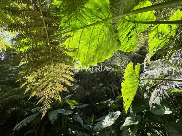 Imagem 3: ÁREA COM 2,25 HA, COM CASCATA, EM VERA CRUZ