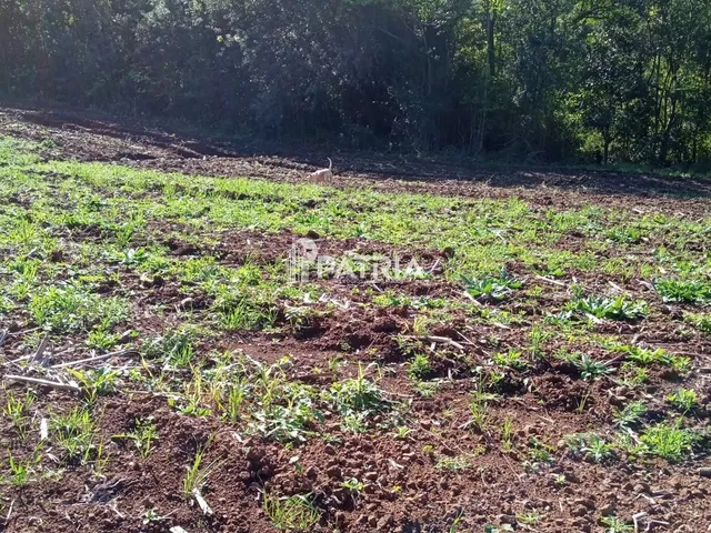 Imagem 8: ÓTIMA ÁREA RURAL PARA CHÁCARA OU LAVOURA, EM VERA CRUZ