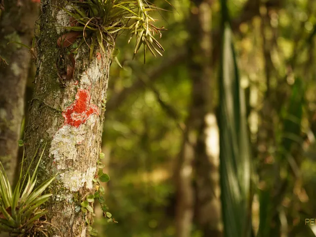 Imagem 16: Terreno em Condomínio em Rio do Meio, Camboriú/SC