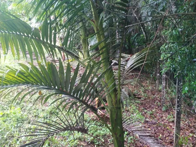 Imagem 9: Casa à venda no bairro Centro - Lontras/SC