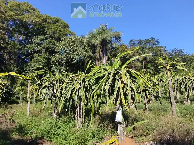 Imagem 7: ?? EXCELENTE CHÁCARA COM CASA, BARRACÃO E POMAR PRODUTIVO EM MORRETES/PR ??