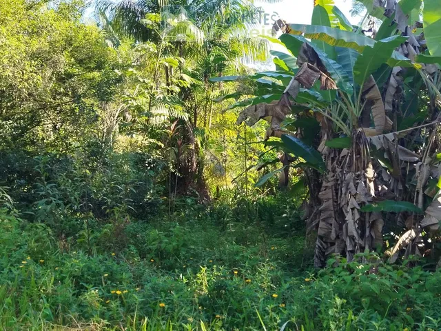 Imagem 8: ?? EXCELENTE CHÁCARA COM CASA, BARRACÃO E POMAR PRODUTIVO EM MORRETES/PR ??