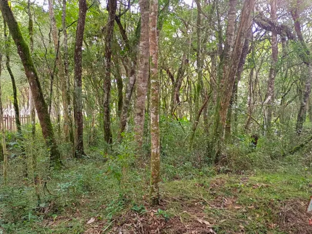 Imagem 13: Belíssima Chácara Sem Benfeitorias