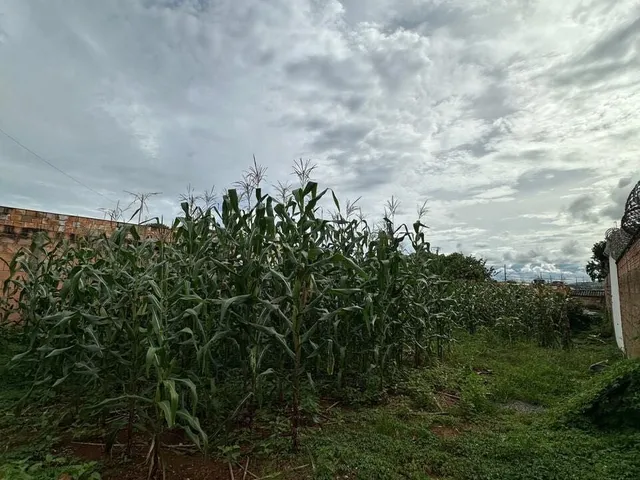 Imagem 2: Terreno à venda no bairro Caramuru - Patos de Minas/MG