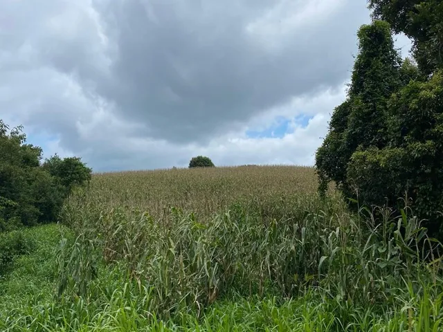 Imagem 14: TERRENO RURAL em CAMPO ALEGRE - SC, Serrinha