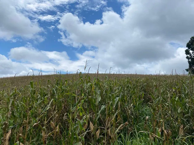 Imagem 6: TERRENO RURAL em CAMPO ALEGRE - SC, Serrinha