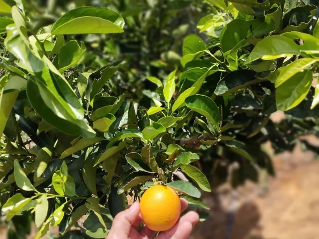 Imagem 8: CHÁCARA À VENDA - FAZENDA BOM JARDIM - BELO ORIENTE