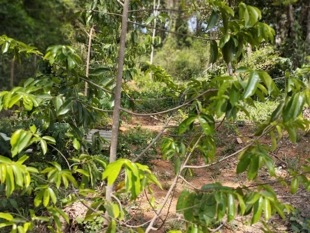 Imagem 7: CHÁCARA À VENDA - FAZENDA BOM JARDIM - BELO ORIENTE