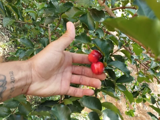 Imagem 2: CHÁCARA À VENDA - FAZENDA BOM JARDIM - BELO ORIENTE