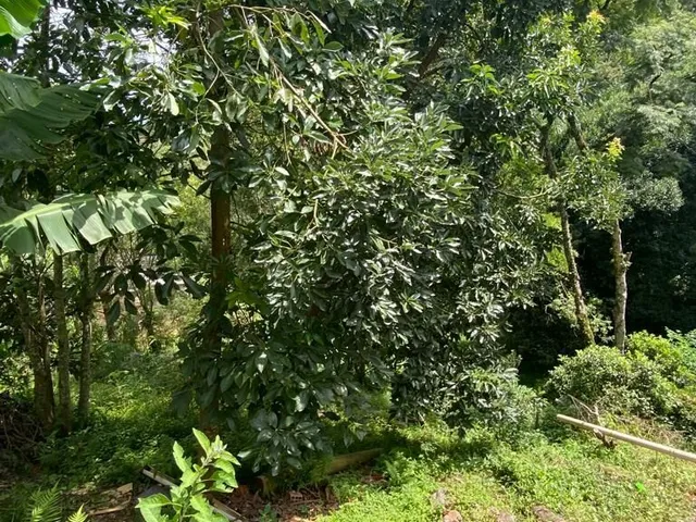 Imagem 3: Terreno a venda no Bairro Ferraria, Campo Largo - Pr