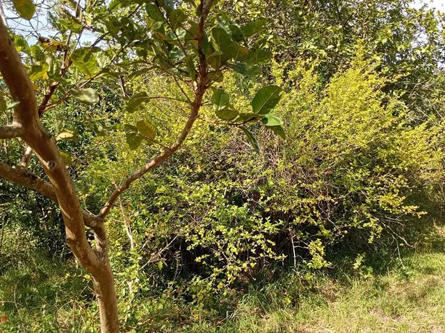 Imagem 9: FAZENDA - Porto Alegre
