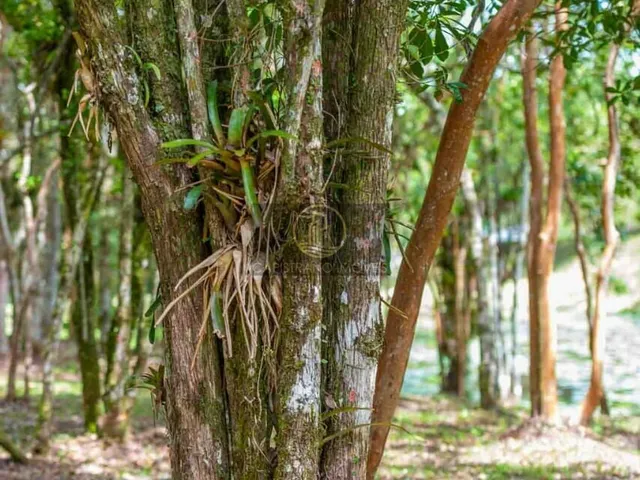 Imagem 15: Condomínio fechado de Chácaras em Camboriú