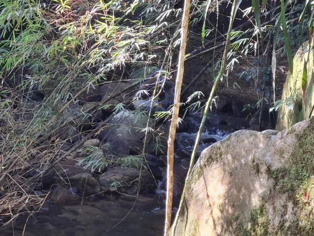 Imagem 14: CASA RÚSTICA À VENDA IDEAL PARA INVESTIMENTO E MORADIA EM ILHABELA-SP