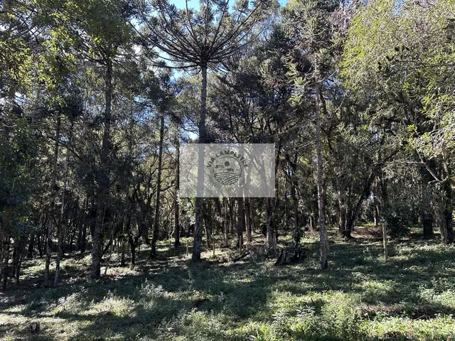 Imagem 14: Sítio com 8.310 m², no Lajeado, apenas 300 metros do asfalto, aceita financiamento