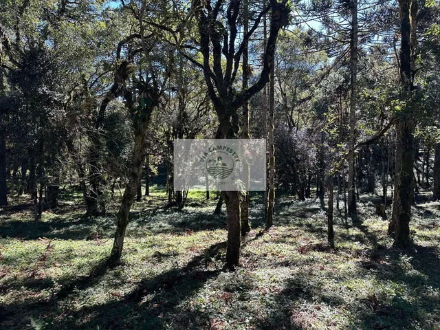 Imagem 9: Sítio com 8.310 m², no Lajeado, apenas 300 metros do asfalto, aceita financiamento