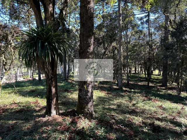 Imagem 11: Sítio com 8.310 m², no Lajeado, apenas 300 metros do asfalto, aceita financiamento