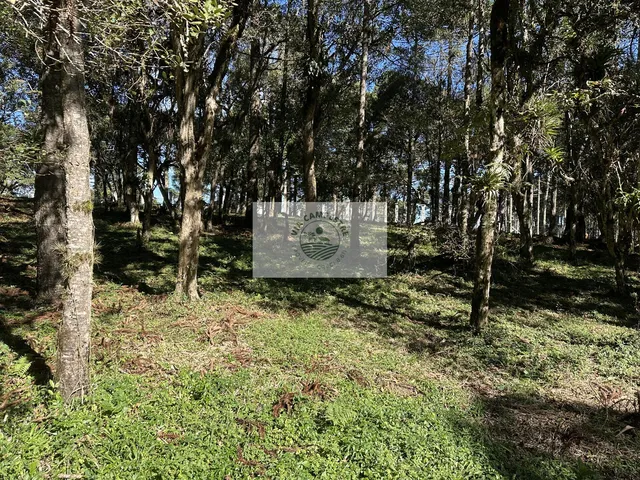 Imagem 13: Sítio com 8.310 m², no Lajeado, apenas 300 metros do asfalto, aceita financiamento
