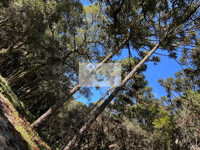 Imagem 10: Sítio com 8.310 m², no Lajeado, apenas 300 metros do asfalto, aceita financiamento