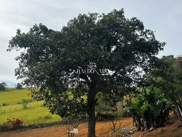 Imagem 12: CHACARA EM MUNHOZ MG 4000 METROS COM NASCENTE POMAR VISTA PANORAMICA