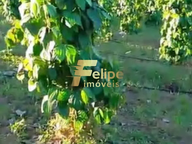 Imagem 11: ÁREA DE 20 HECTARES, À VENDA NA REGIÃO DE CORUMBAU, PRADO/BA
