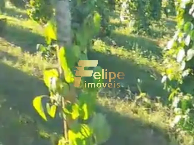 Imagem 8: ÁREA DE 20 HECTARES, À VENDA NA REGIÃO DE CORUMBAU, PRADO/BA