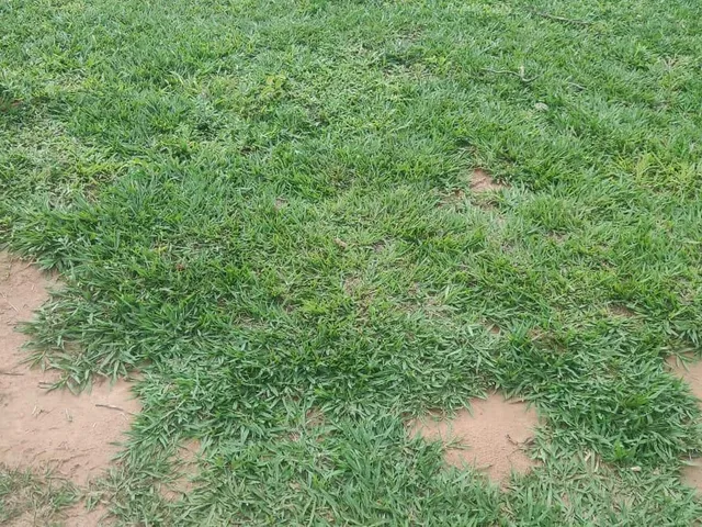 Imagem 4: Fazenda Rosário Oeste