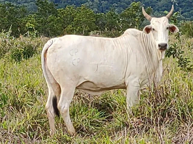 Imagem 12: Fazenda Rosário Oeste