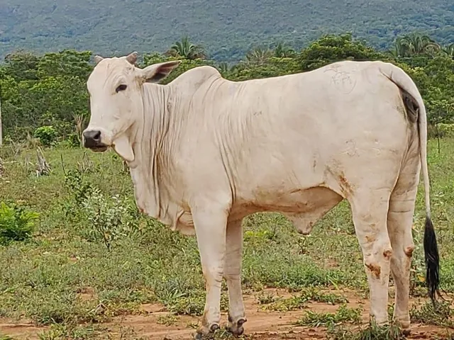 Imagem 15: Fazenda Rosário Oeste