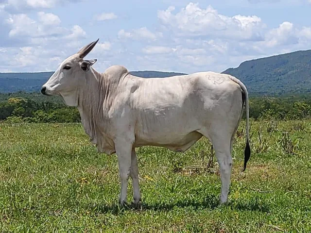 Imagem 14: Fazenda Rosário Oeste