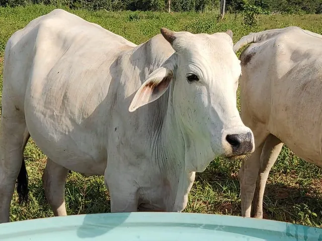 Imagem 2: Fazenda Rosário Oeste