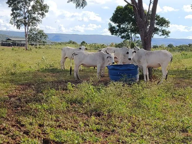 Imagem 13: Fazenda Rosário Oeste