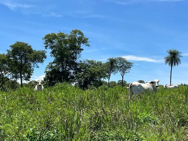 Imagem 3: Fazenda no município de Chapada dos Guimarães