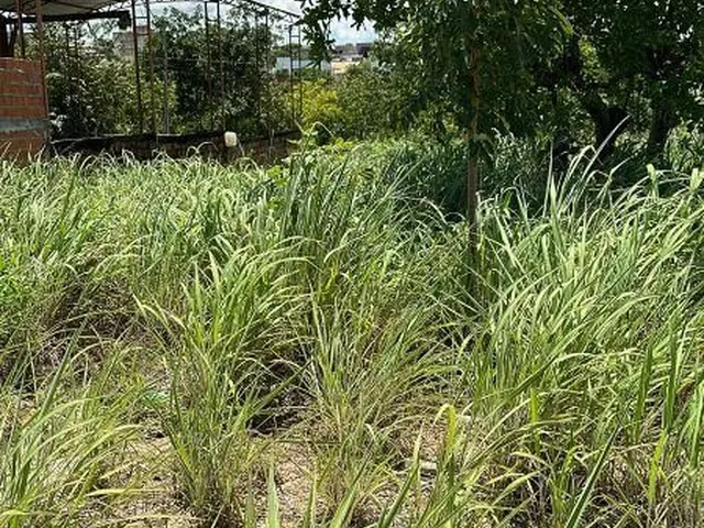 Imagem: Terreno Tropical Ville