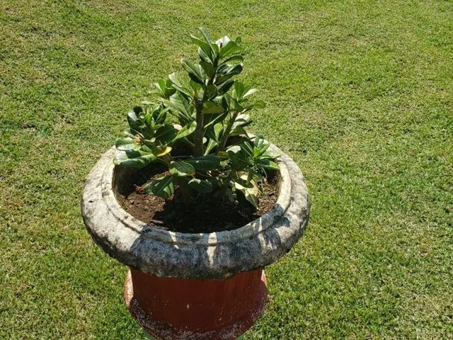 Imagem 14: Chapada dos Guimarães
