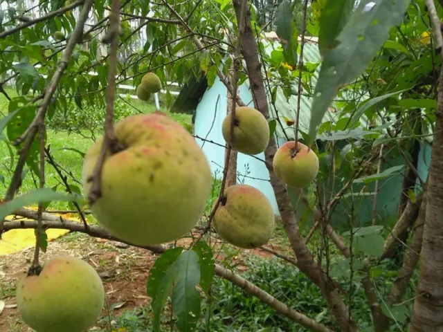 Imagem 2: CHACARA RURAL em BOCAINA DE MINAS - MG, Santo Antonio do Rio Grande
