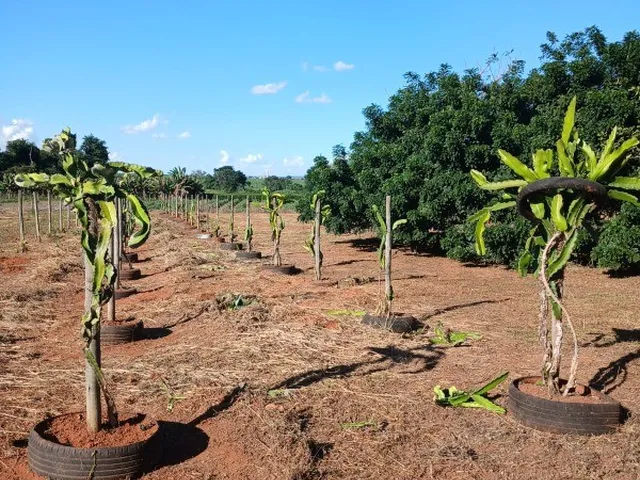 Imagem 2: ÁREA RURAL SÃO JOSÉ PLANALTINA/ 20.000M²/ PRUDUZINDO MANDIOCA, TANQUE DE PEIXES E